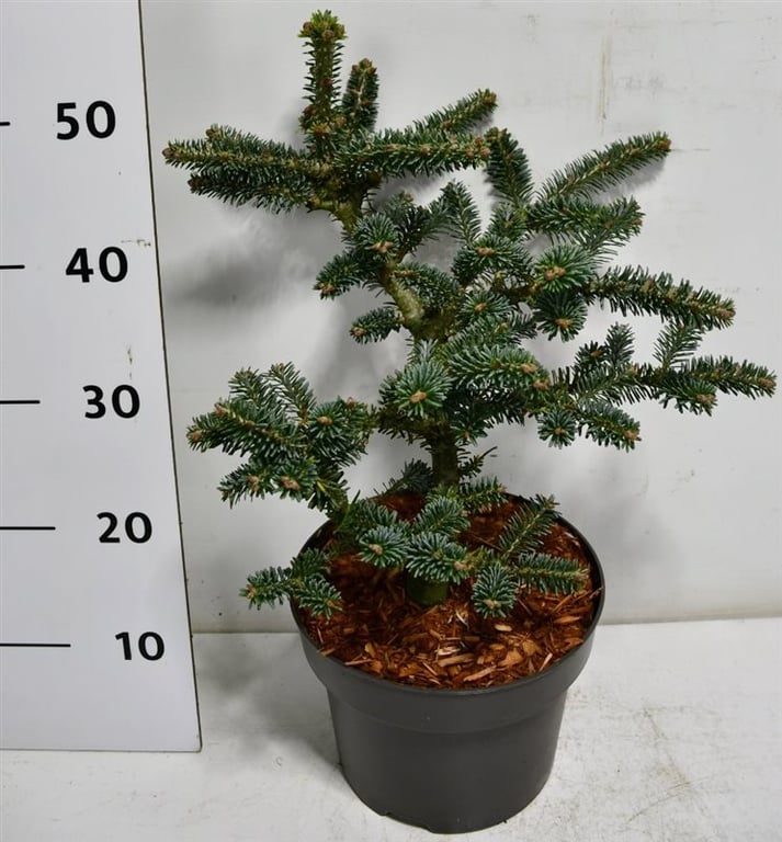 Пихта корейская Блю Эмпериор